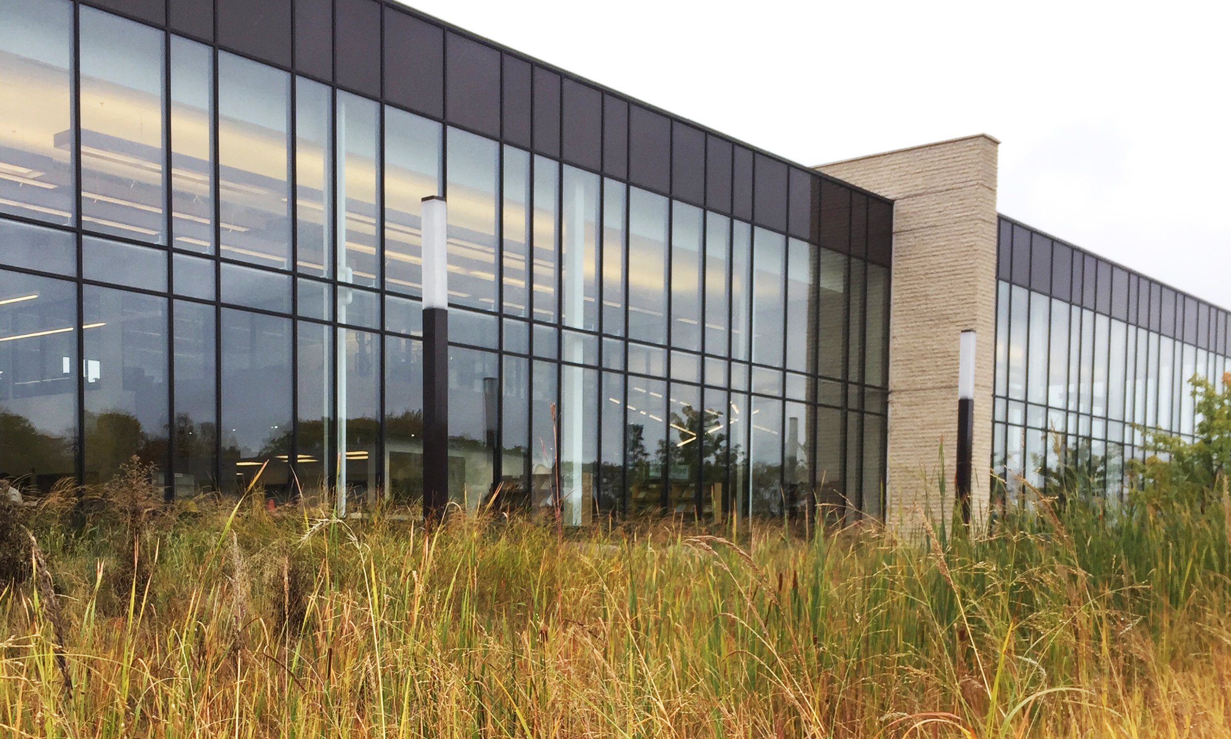 Native grasses in front of a modern building